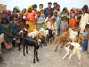 Shanbho kohli village families find female goats and happy